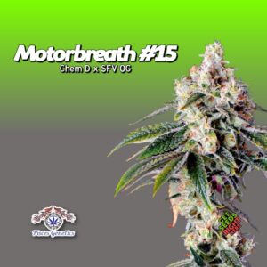 Motorbreath #15 Cannabis Clones