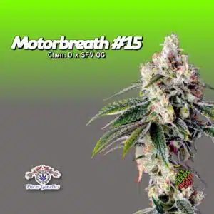 Motorbreath #15 cannabis clones for sale