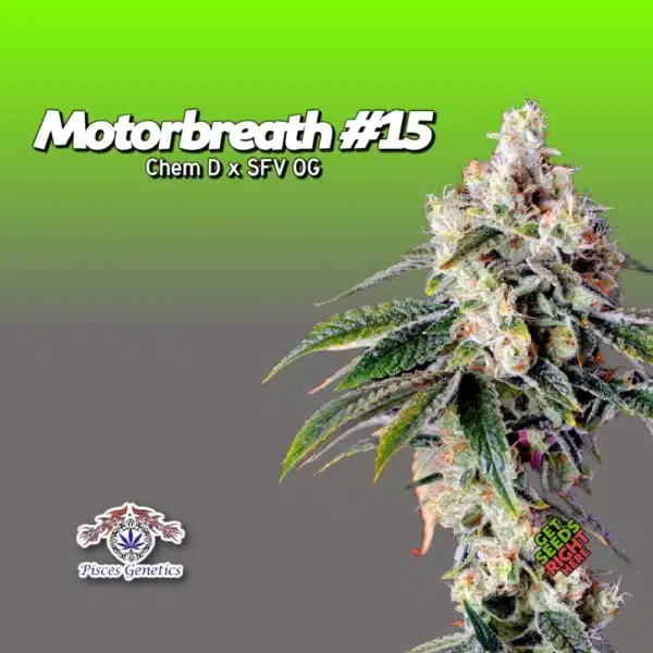 Motorbreath #15 Cannabis Clones