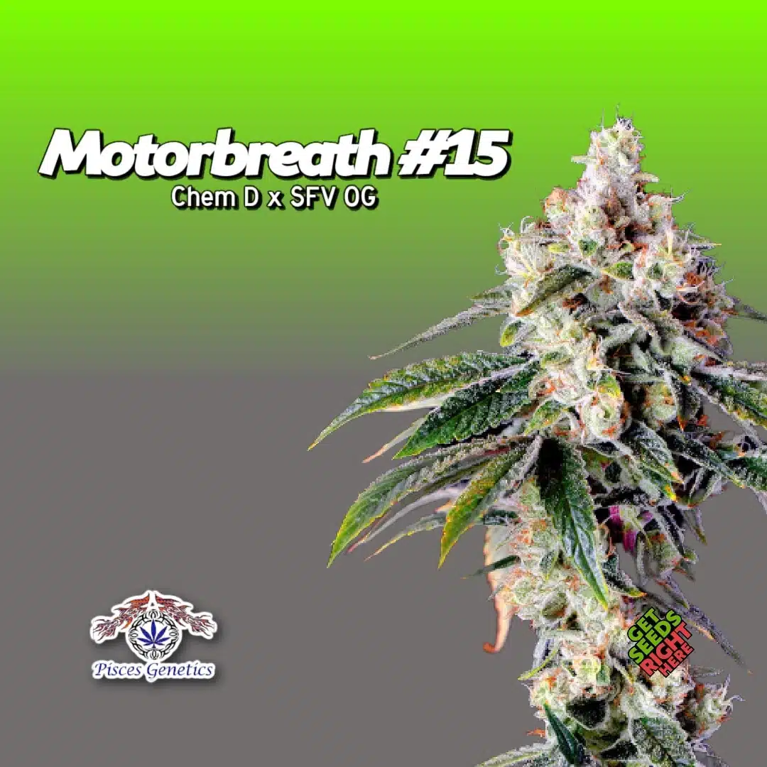Motorbreath #15 Cannabis Clones