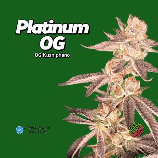 Platinum OG Cannabis Clones