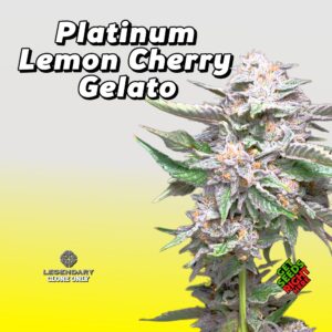Platinum Lemon Cherry Gelato (Clone)