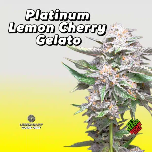 Platinum Lemon Cherry Gelato (Clone)