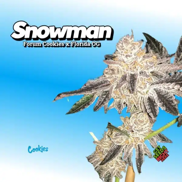 Snowman Cannabis Clones