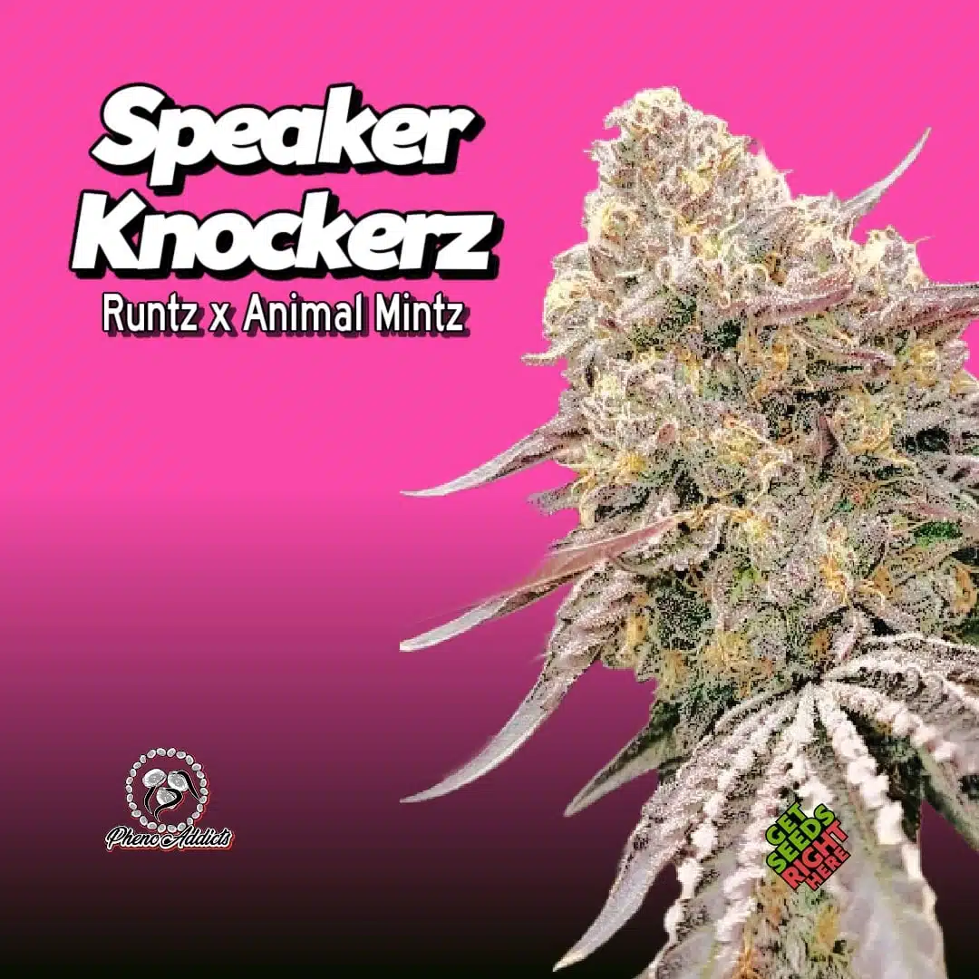 Speaker Knockerz living flowering cannabis plant, as labeled by the cited image source