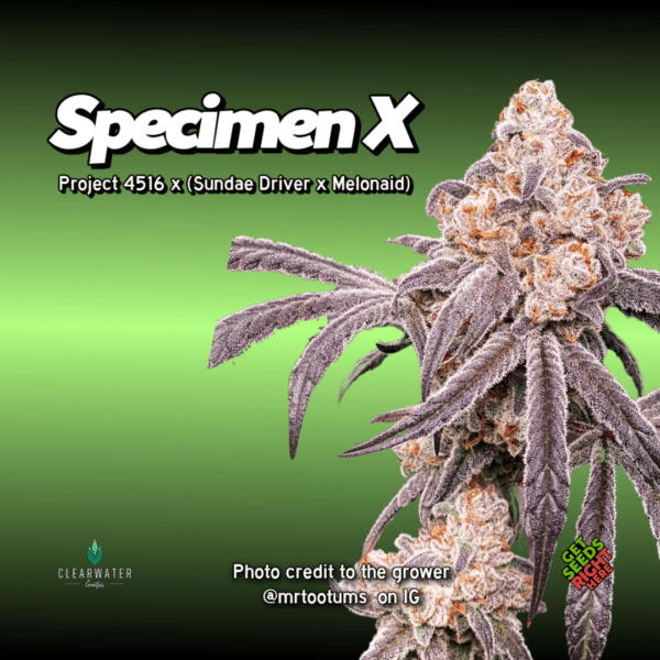Specimen X photo credit @mrtootums
