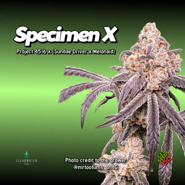Specimen X photo credit @mrtootums