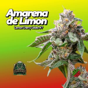 Close-up of a cannabis plant labeled "Amarena de Limon Lemon Cherry Gelato #7" against a red-yellow-green gradient background with logos in the corners.