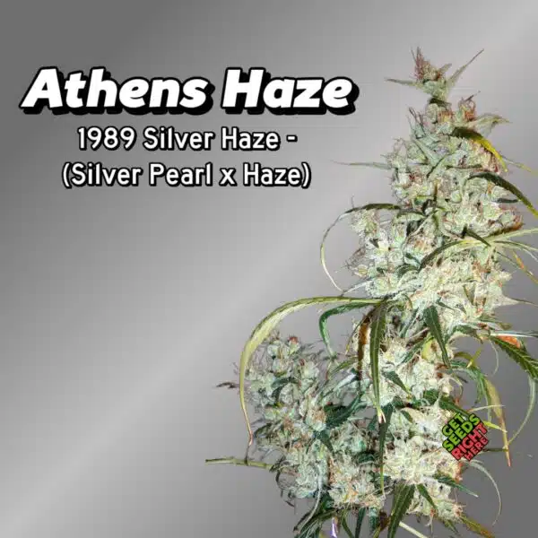 🌬️ Athens Haze Cannabis Clones