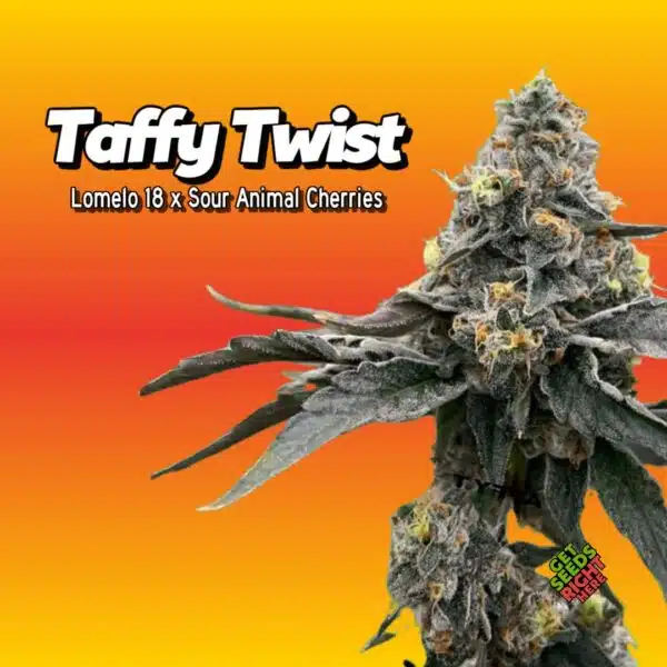 Taffy Twist (clone)