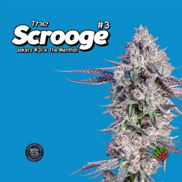 The Scrooge #3 (clone)