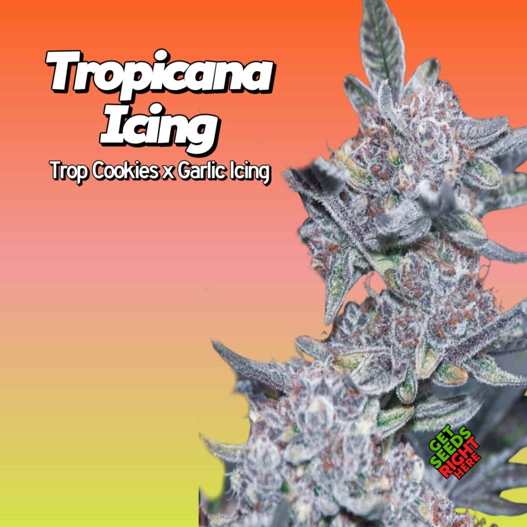 Tropicana Icing (clone)