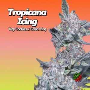 Tropicana Icing (clone)