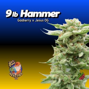 9lb Hammer Cannabis Clones