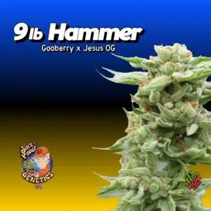 9lb Hammer Cannabis Clones