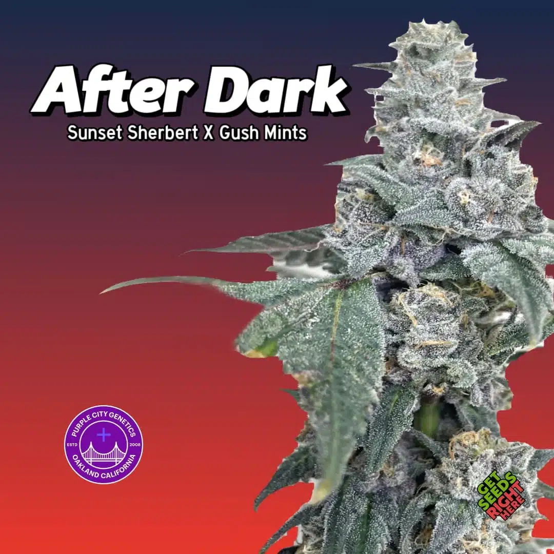 Purple City Genetics After Dark – Cannabis Clones