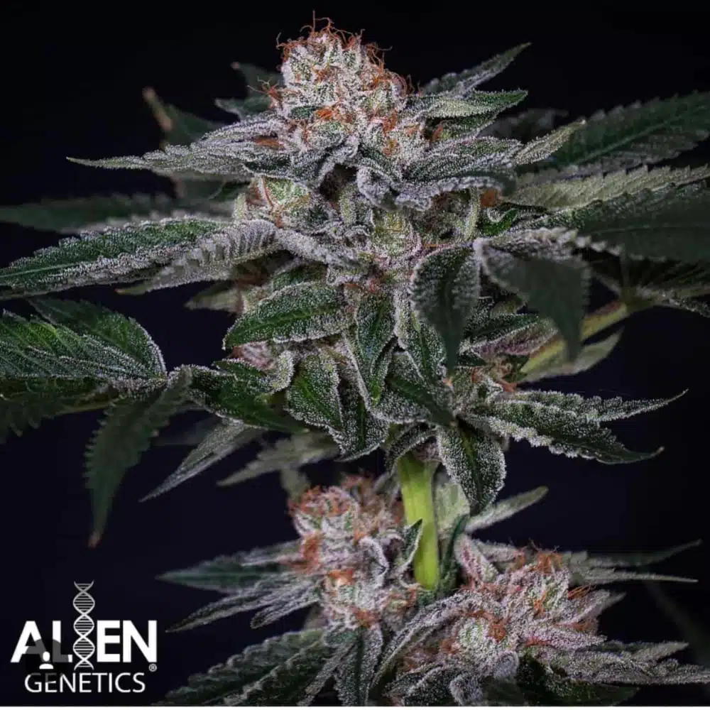 Full cannabis flower structure of Apple Mochi Gelato strain by Alien Genetics with prominent trichome coverage and fan leaves