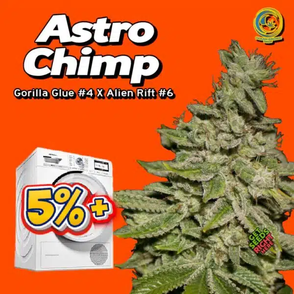 Astrochimp cannabis clones