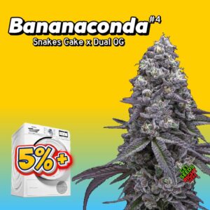 Bananaconda #4 (cannabis clones)