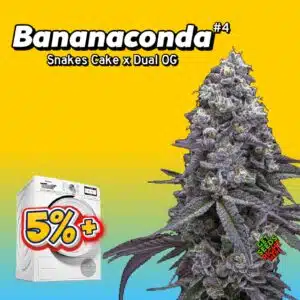 Bananaconda #4 (cannabis clones)