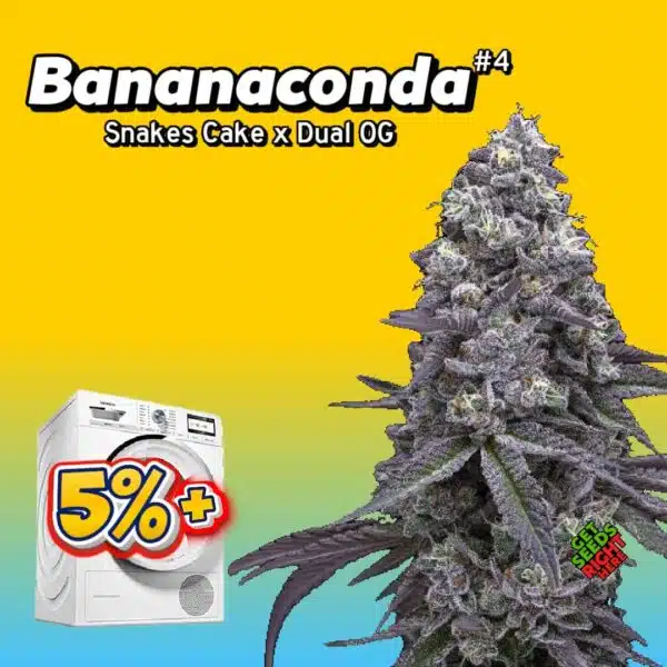 Bananaconda #4 (cannabis clones)