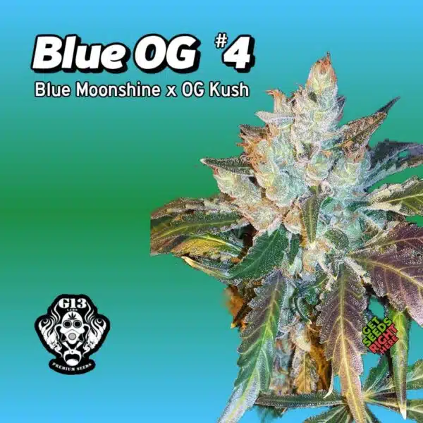 Blue OG #4 Cannabis Clones