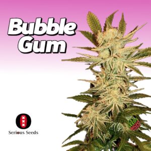 BubbleGum Cannabis Clones
