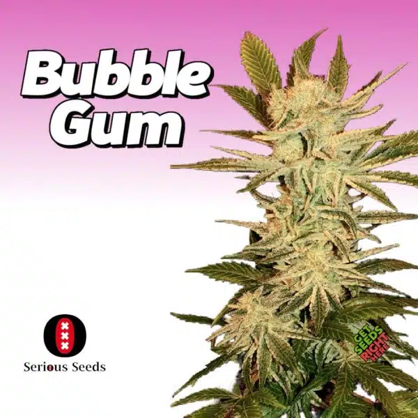 BubbleGum Cannabis Clones