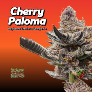 Cherry Paloma Cannabis Clones ready to ship!