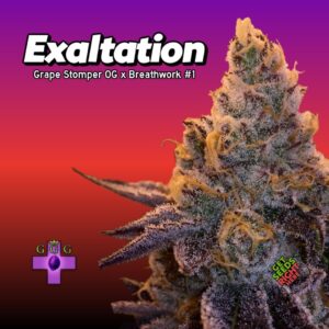 Exaltation Cannabis Clones