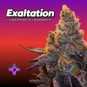 Exaltation Cannabis Clones