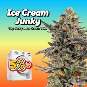Ice Cream Junky (cannabis clones)