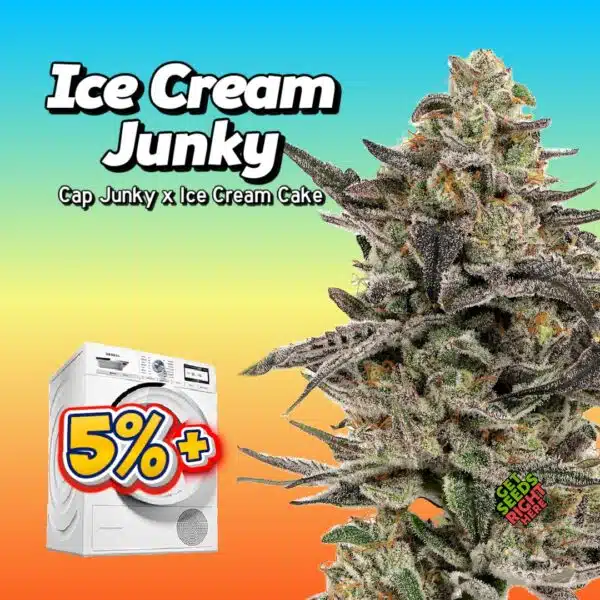 Ice Cream Junky (cannabis clones)