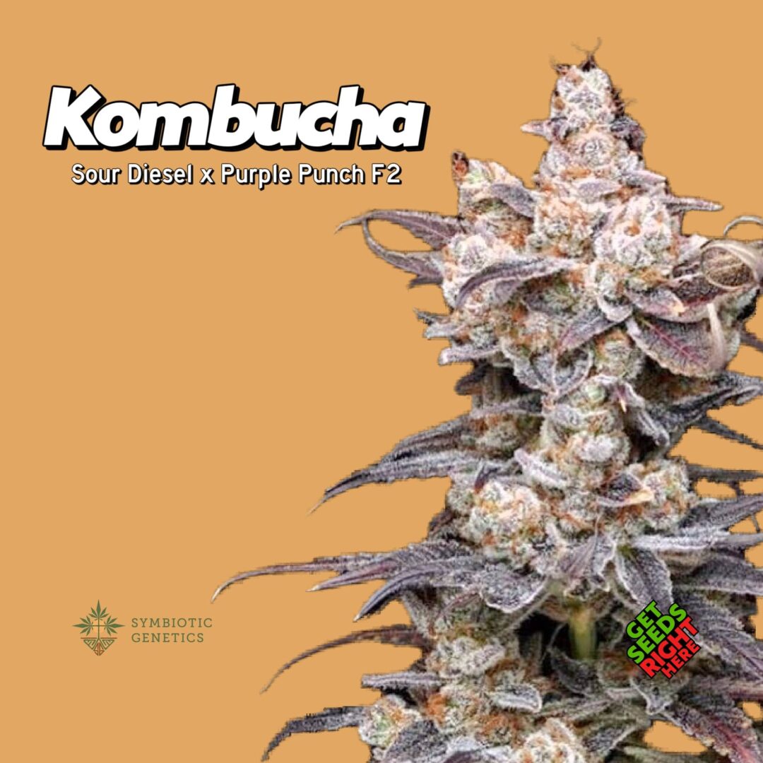 Symbiotic Genetics Kombucha cannabis clones