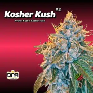Kosher Kush #2 Cannabis Clones