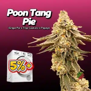 Poon Tang Pie (cannabis clones)