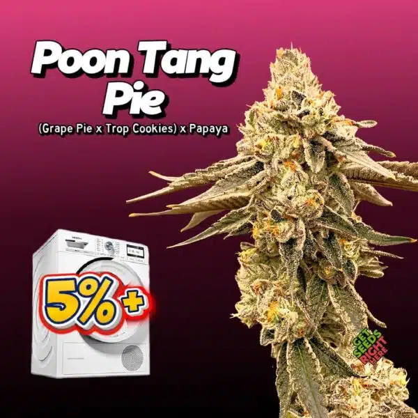 Poon Tang Pie (cannabis clones)