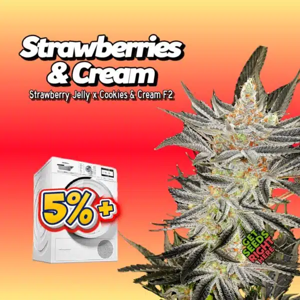 Strawberries & Cream (cannabis clones)