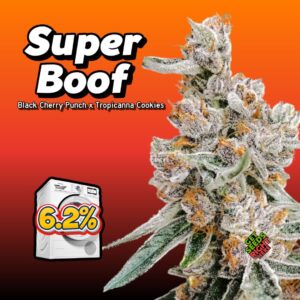 Super Boof cannabis clones for sale