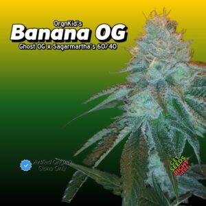 Banana OG Cannabis Clones