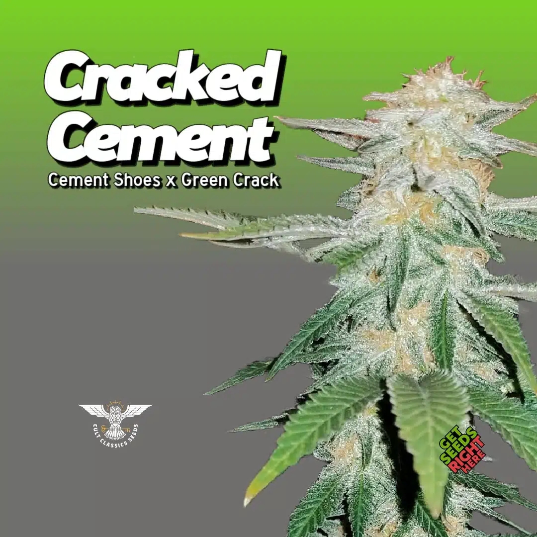 Cracked Cement Cannabis Clones for sale