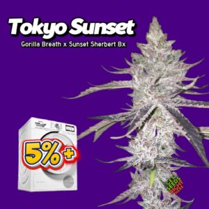 Tokyo Sunset (cannabis clones)