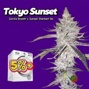 Tokyo Sunset (cannabis clones)