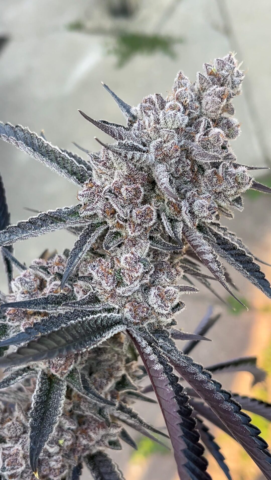 Frosty "Super Buff Cherry #26" cannabis buds with dark purple leaves covered in trichomes.