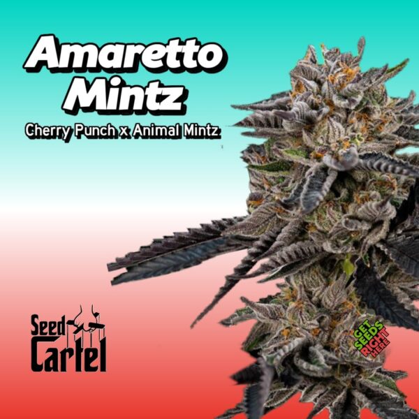 Amaretto Mintz cannabis clone by Seed Cartel showcasing dense buds with rich green hues.