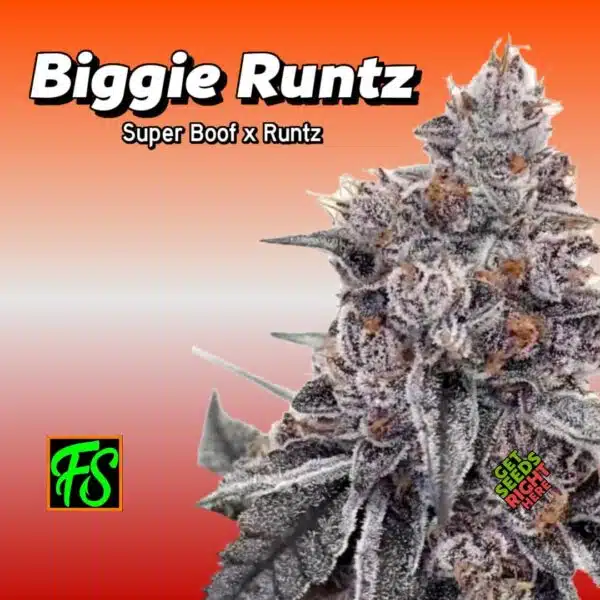 Biggie Runtz cannabis plant with dense buds and frosty coating by Fisherman Seeds on red-orange gradient background.