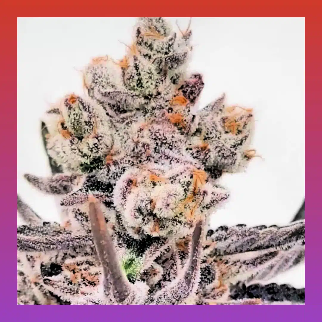 Close-up of Blockberry bud by Blockhead Buds with frosty trichomes and purple hues.