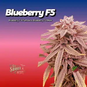 Blueberry F5 Cannabis Clones