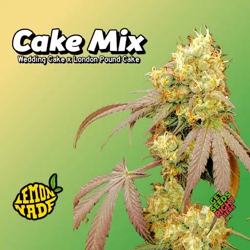 Full Cake Mix cannabis plant by Lemonade with dense buds and purple-tinged leaves.