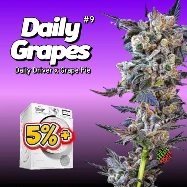 Daily Grapes #9 (clone)